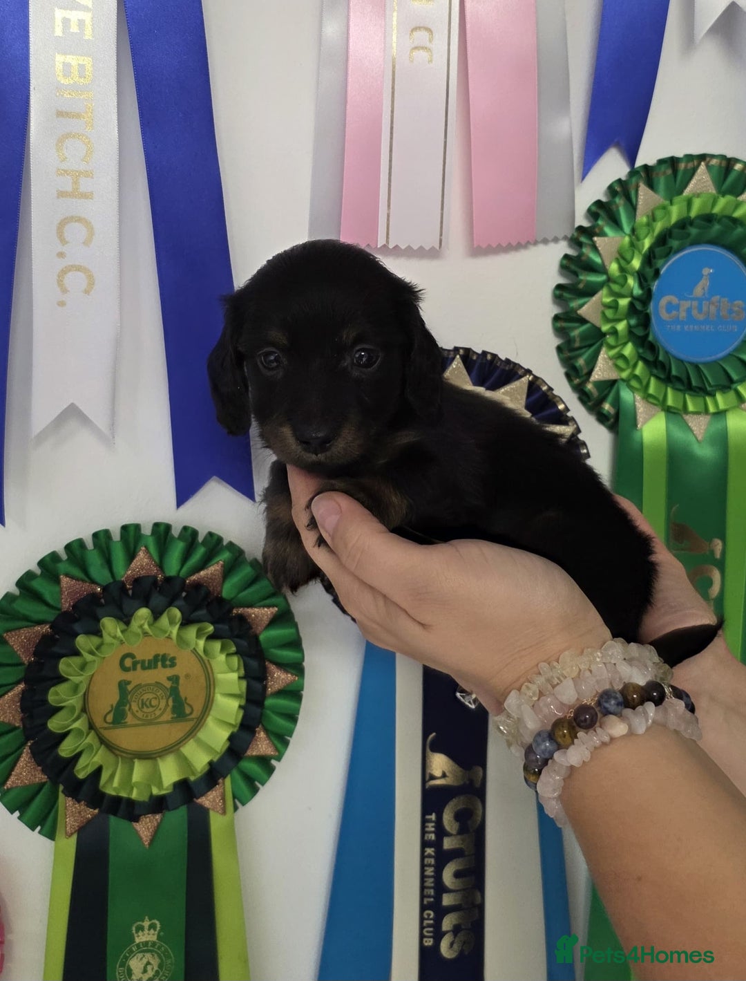Miniature Dachshund dogs for sale: Adorable KC long coat boys available  - Advert 16