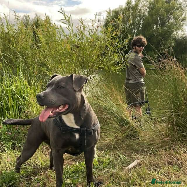 Staffordshire Bull Terrier dogs Irish blue Staffordshire  - Advert 6