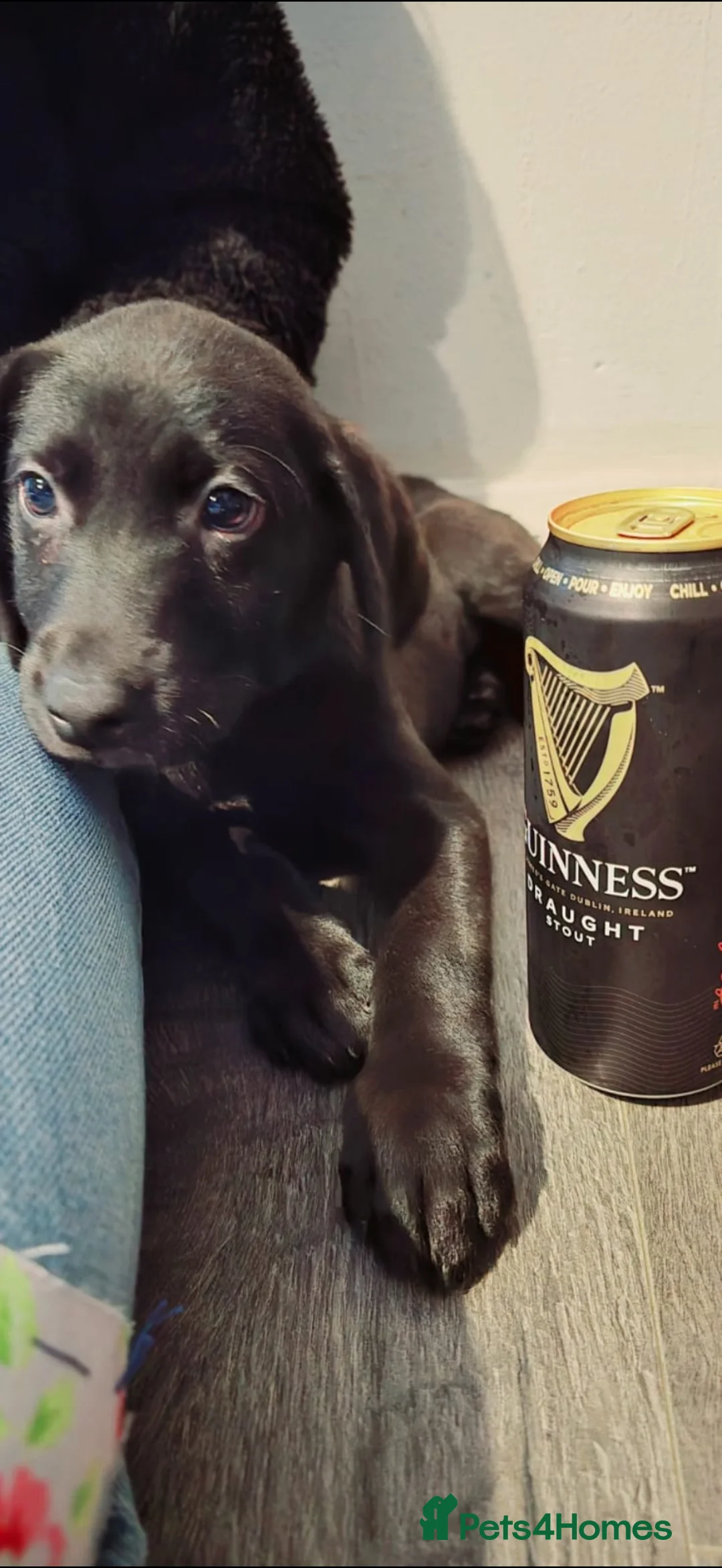 Labrador Retriever dogs for sale: 💙 Looking for the perfect home for Guinness 💙 in Stanford-le-Hope - Advert 2