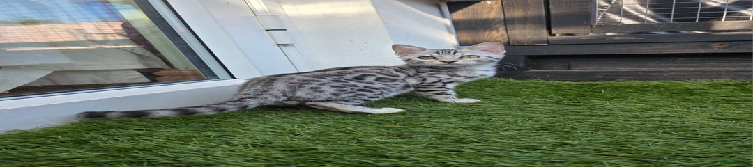 Bengal Kitten 9