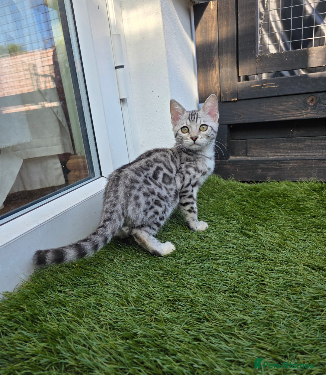 Bengal cats for sale:  Outstanding Quality Bengal kittens ready to leave - Image 5