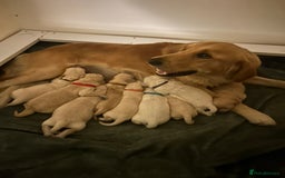 Golden Retriever dogs for sale: Gorgeous golden retriever puppies for sale - Image 20