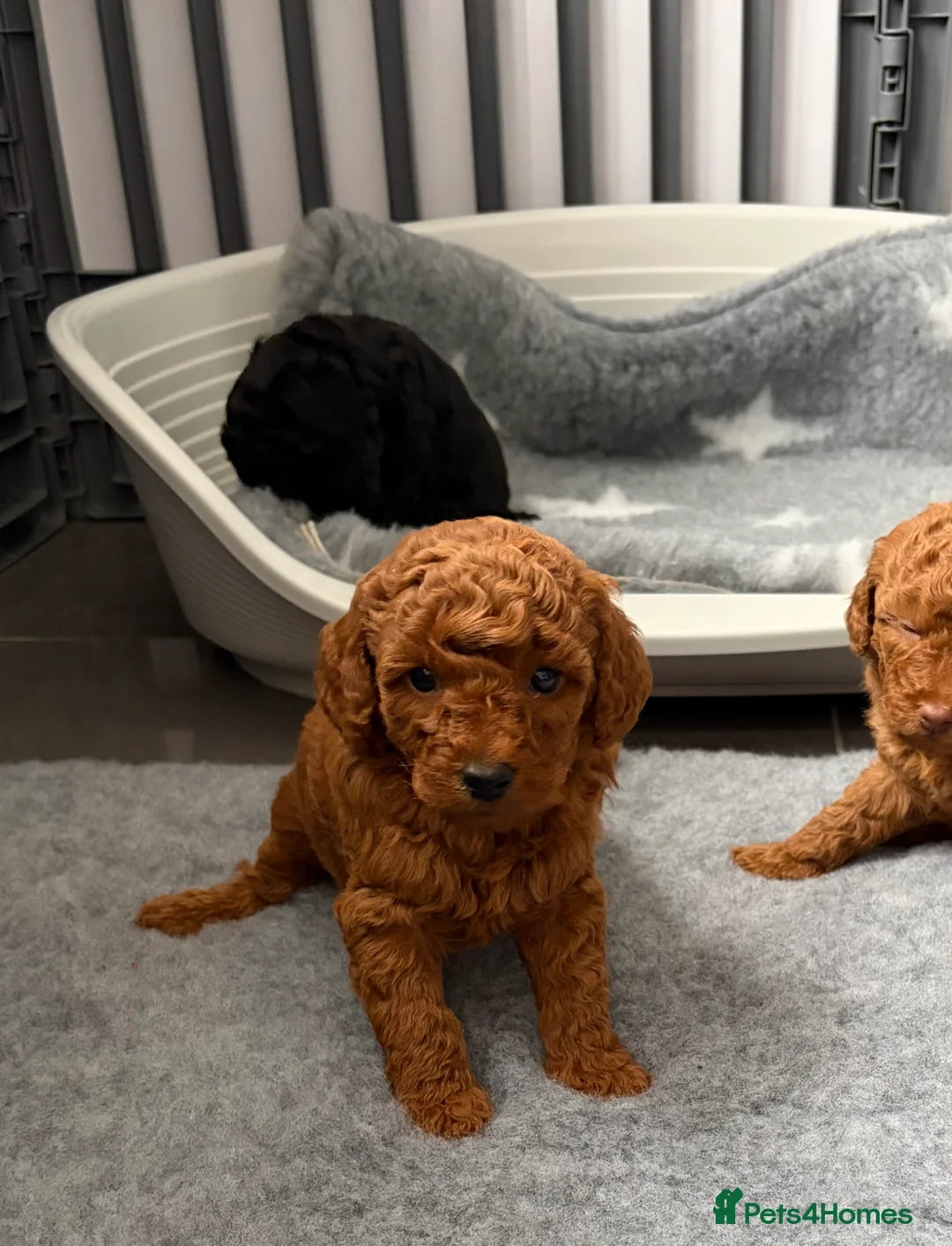Cavapoo dogs for sale: F1 Cavapoo puppies  - Advert 13
