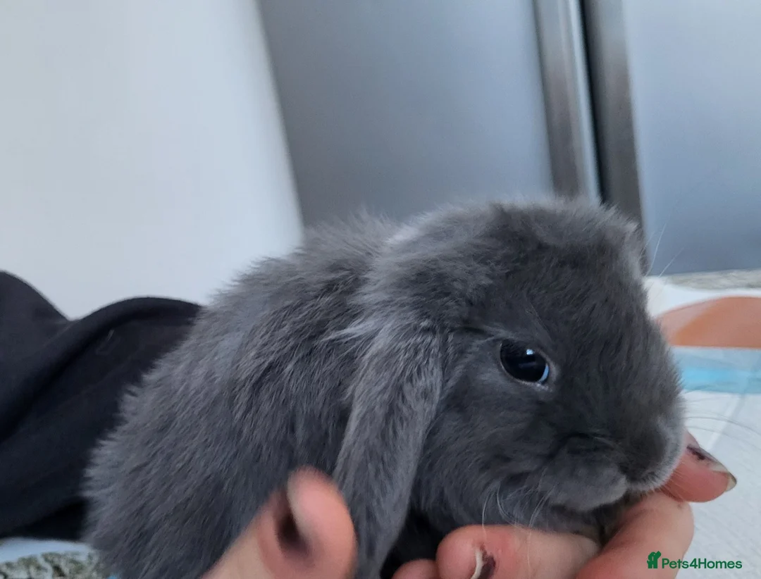 Mini Lop rabbits for sale: Beautiful Mini lop looking good a home . - Advert 2
