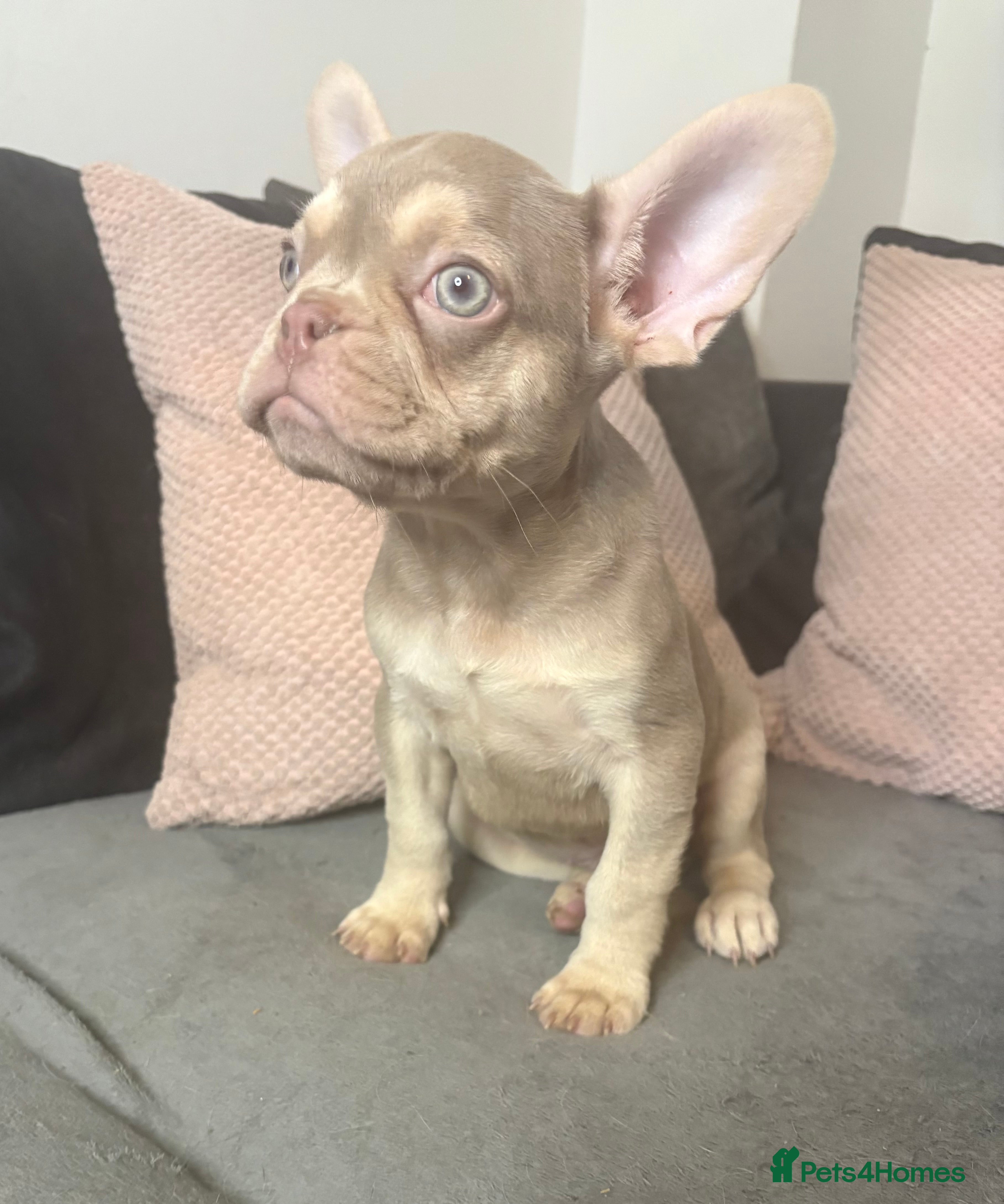 French Bulldog dogs Beautiful FrenchBulldog Puppies - Advert 1