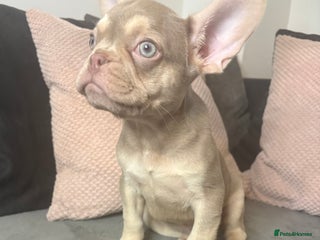 French Bulldog dogs Beautiful FrenchBulldog Puppies - Advert 1