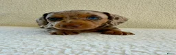Miniature Dachshund dogs for sale: REDUCED £750 - Advert 15