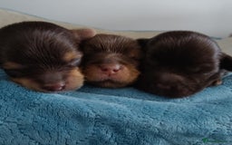 Yorkshire Terrier dogs for sale: Outstanding RARE Yorkshire terrier Chocolate - Image 28