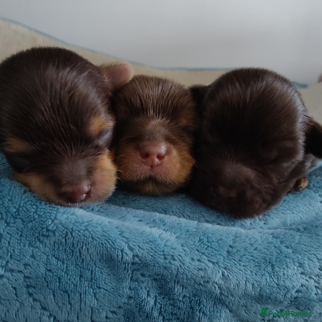 Yorkshire Terrier dogs for sale: Outstanding RARE Yorkshire terrier Chocolate - Image 28
