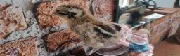 Chickens poultry for sale: Newborn baby chicks for sale in London  - Advert 4
