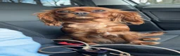 Cavapoo dogs for sale: F1 Toy phantom Cavapoos - Advert 4
