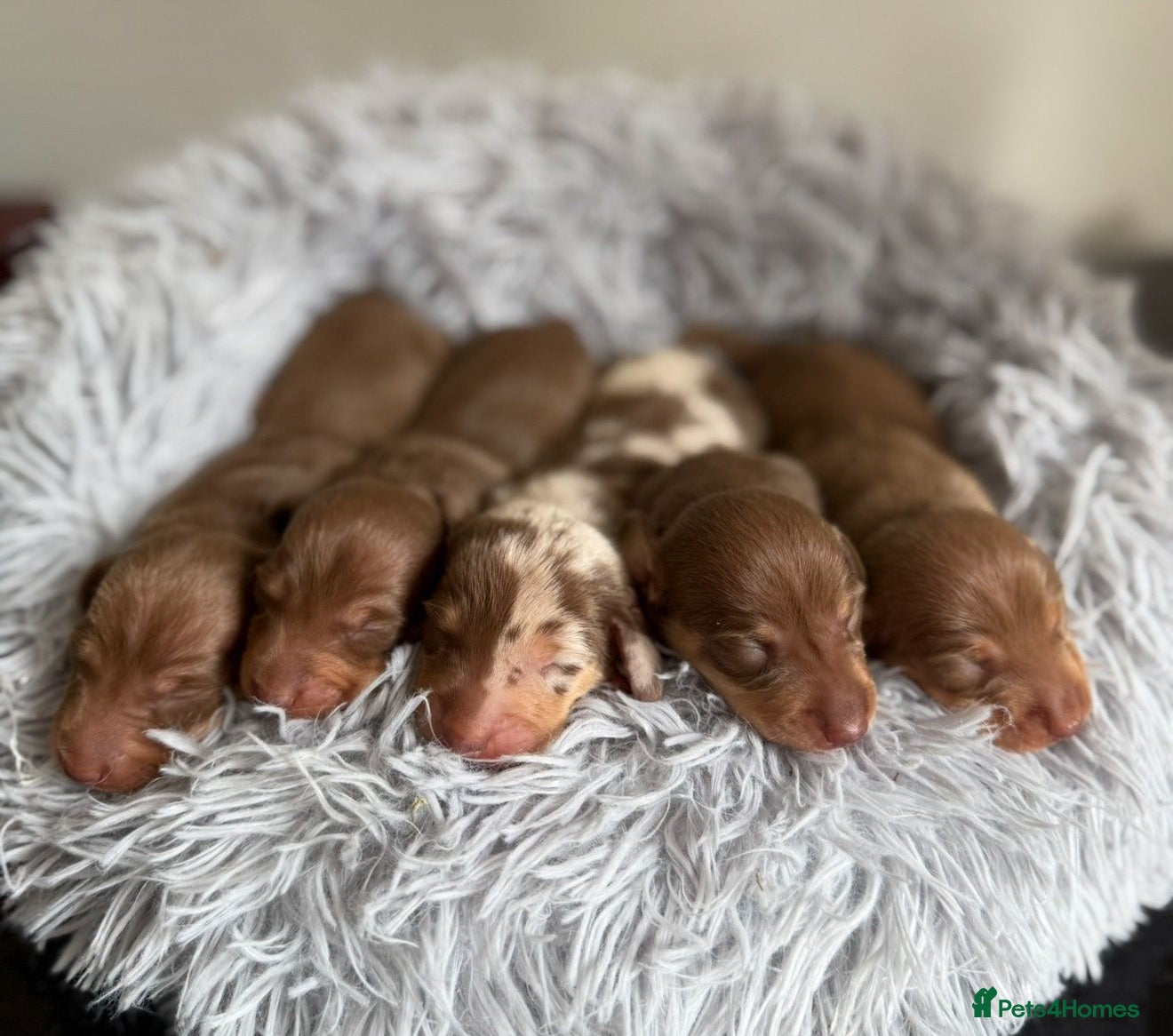 Miniature Dachshund dogs Kennel Club Mini Dachshunds  - Advert 12