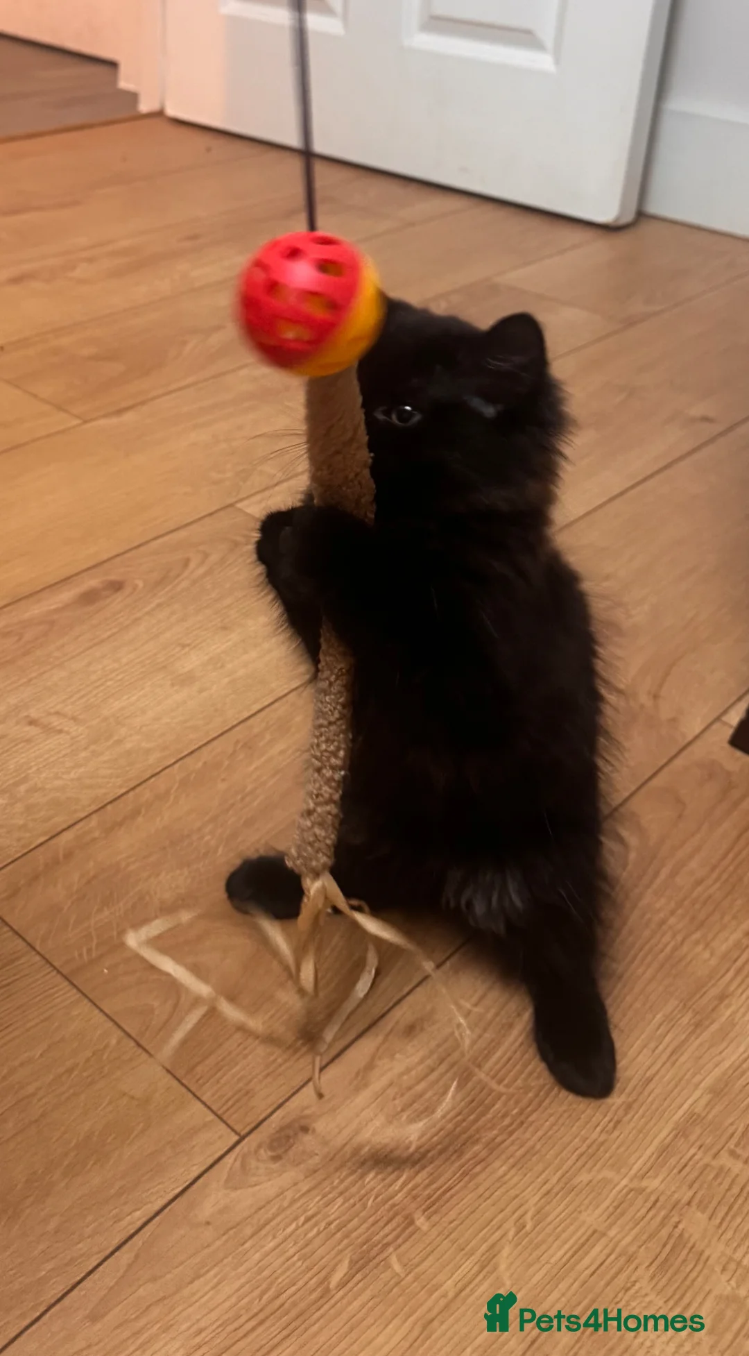 Mixed Breed cats for sale: Beautiful part ragdoll kittens - Advert 11