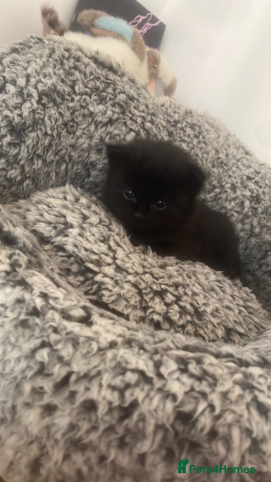 Domestic Shorthair cats for sale: Black kittens - Image 8