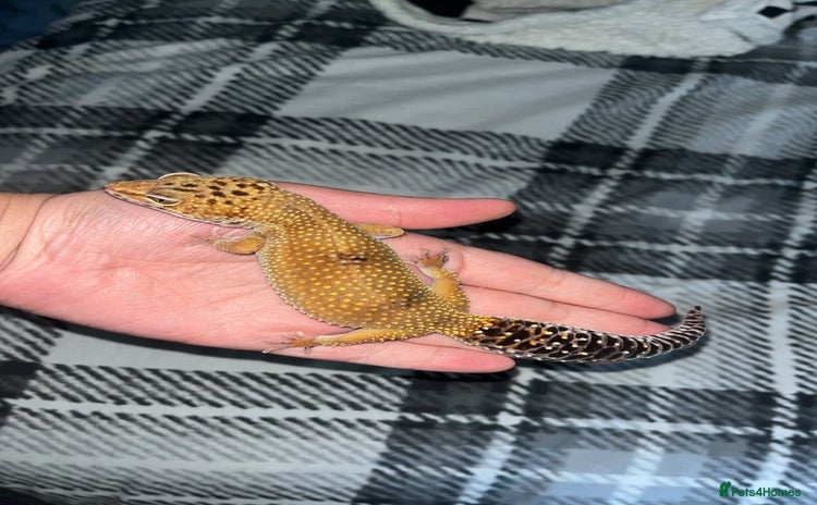 Leopard Gecko reptiles - Advert 1