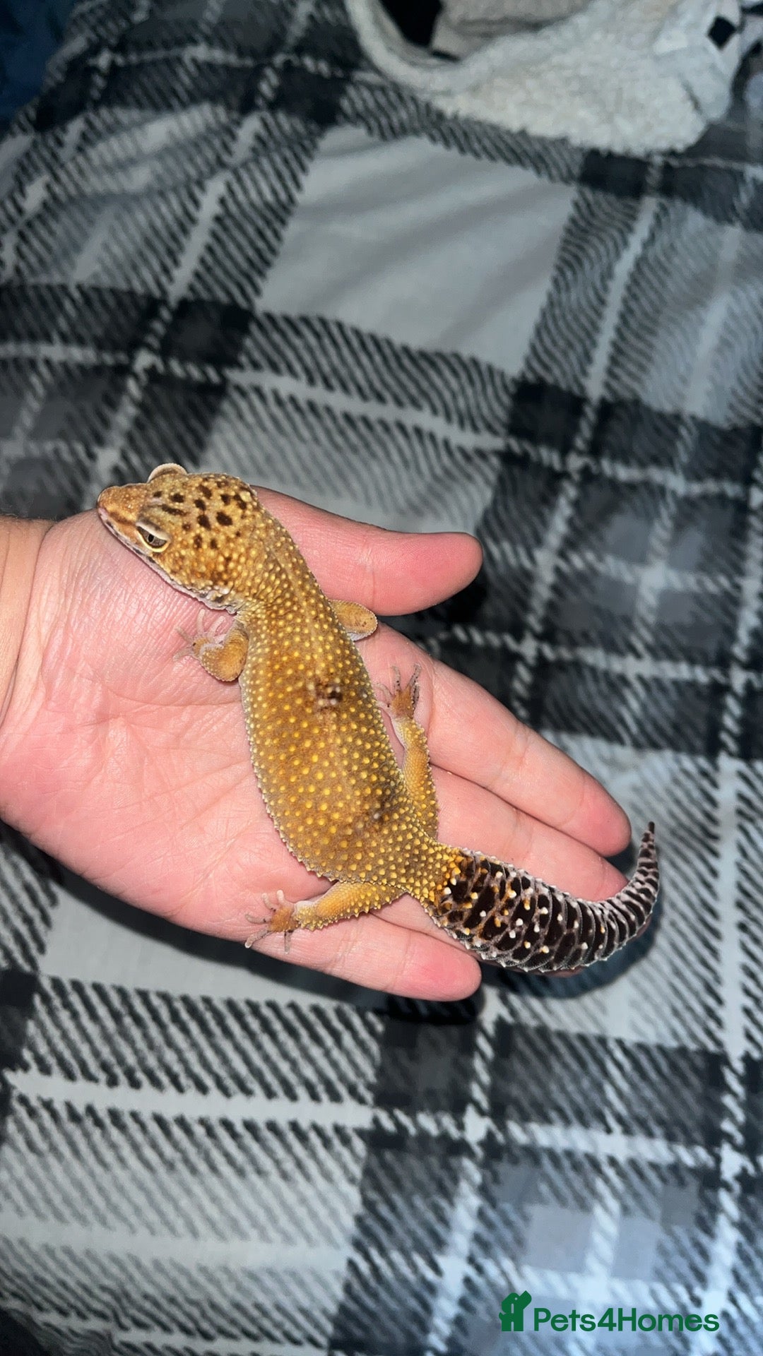 Leopard Gecko reptiles for sale: leopard gecko with full set up  - Image 1