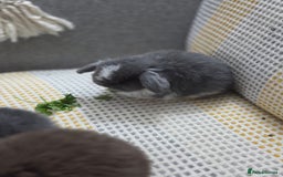 Mini Lop rabbits for sale: Minilops - Image 10