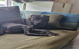 Staffordshire Bull Terrier dogs for sale: Beautiful Staffy Girl - Image 17