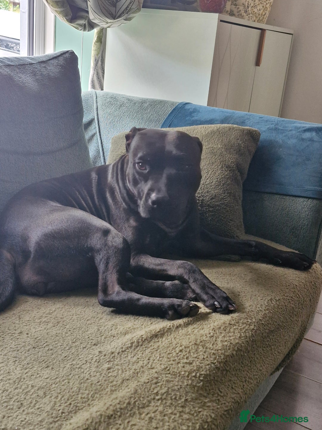 Staffordshire Bull Terrier dogs for sale: Beautiful Staffy Girl - Image 17