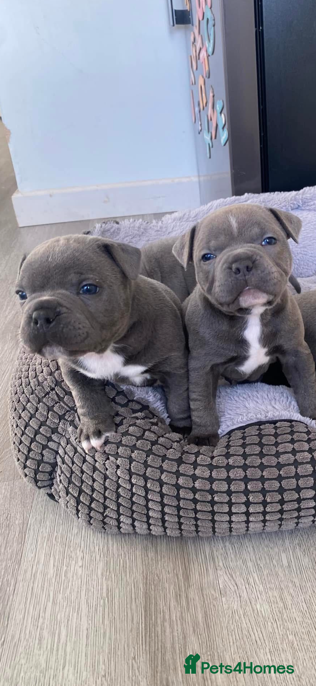 Staffordshire Bull Terrier dogs for stud: Staffordshire Bull Terrier (stud dog) - Advert 14