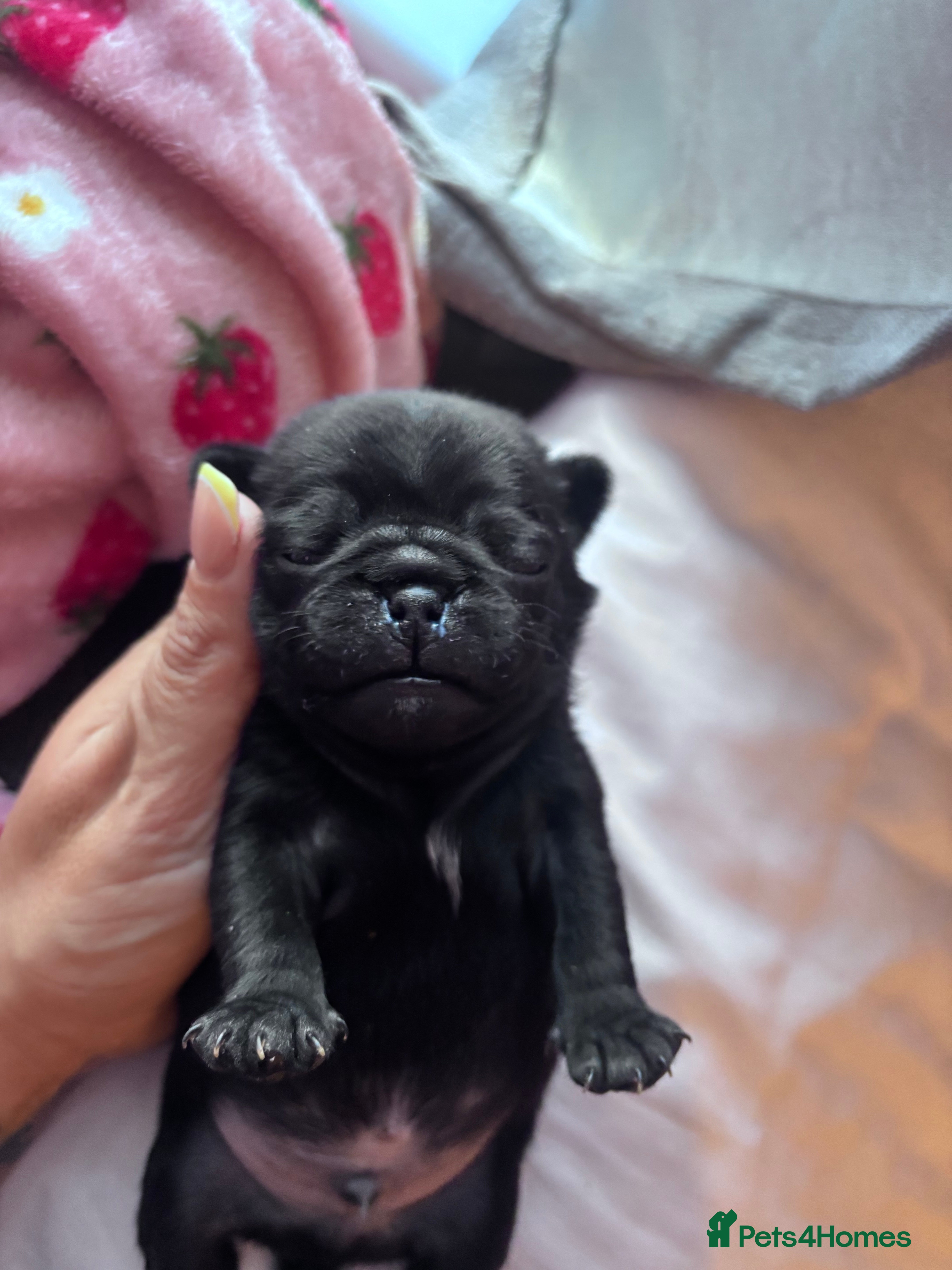 Pug dogs KC registered black pug puppies - Advert 2