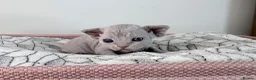 Devon Rex cats for sale: Beautiful blue boy and lilac girl!!!!! - Advert 16