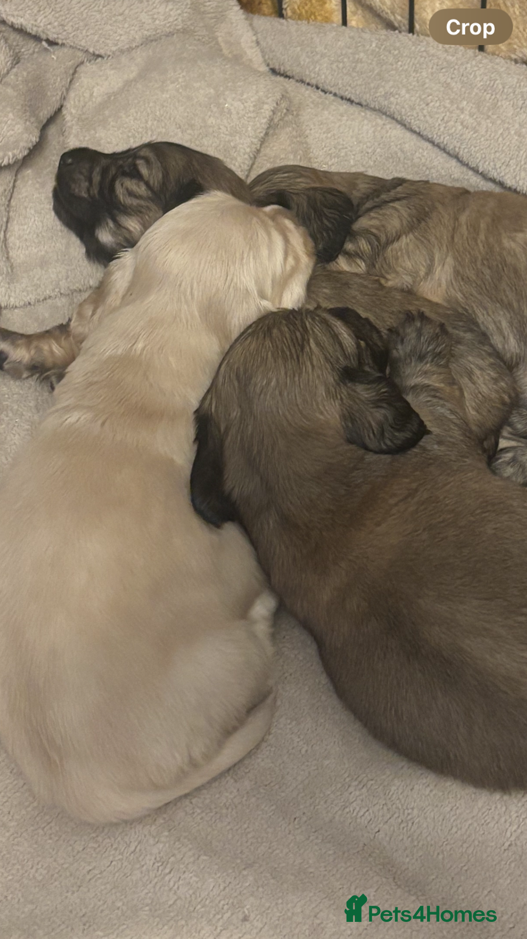 Miniature Dachshund dogs for sale: Gorgeous Long haired dachshund pups  - Advert 3