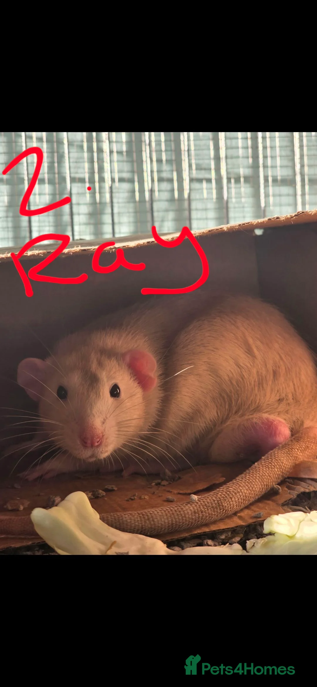 Rat rodents for sale: 8 beautiful boys in need of a new home in Leicester - Advert 2