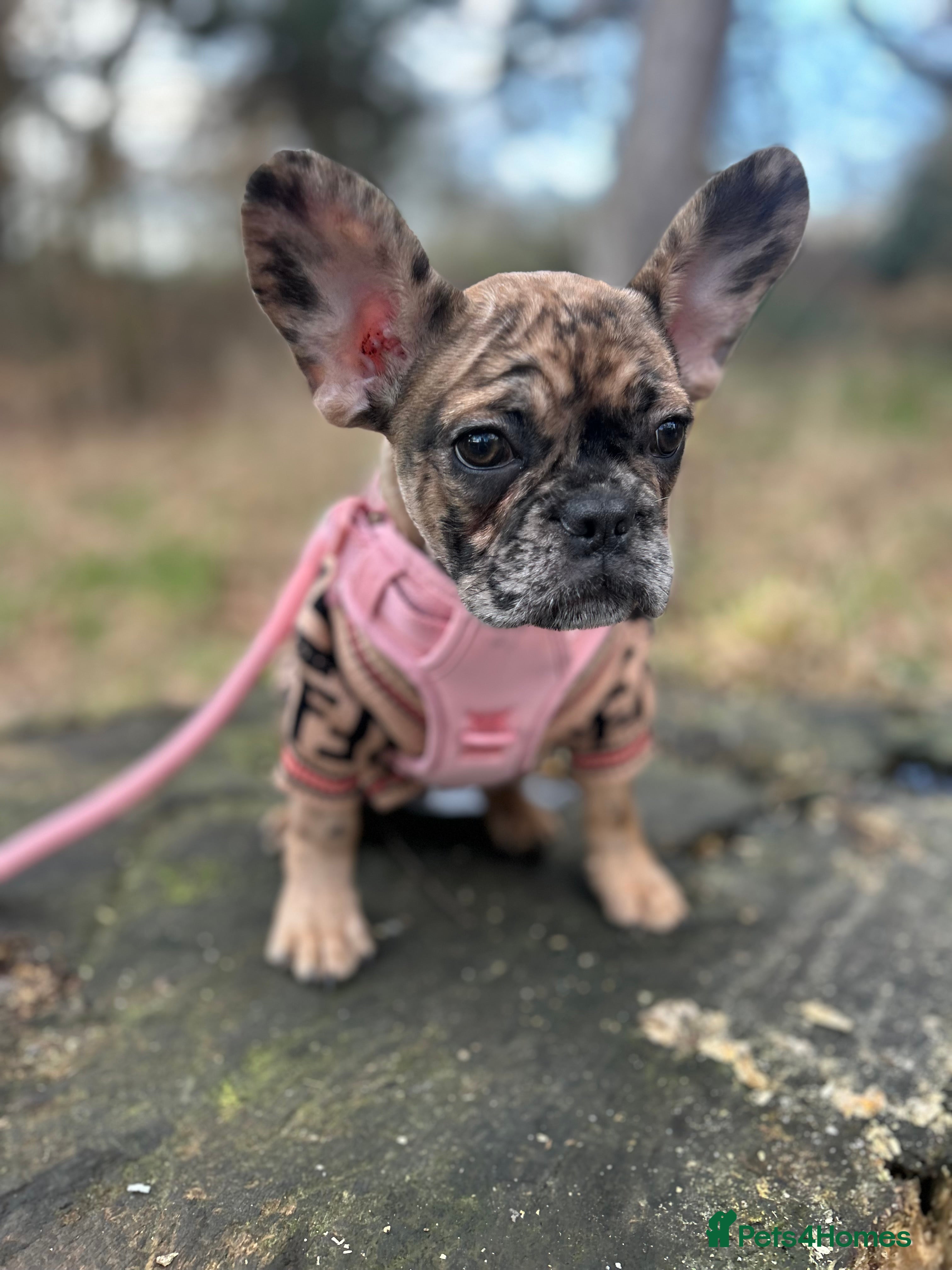 French Bulldog dogs 3 month old French bull dog  in Liverpool - Advert 1
