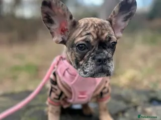 French Bulldog dogs 3 month old French bull dog in Liverpool - Advert 1