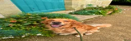 Golden Retriever dogs for stud: KC Registered Golden Retriever  - Advert 6