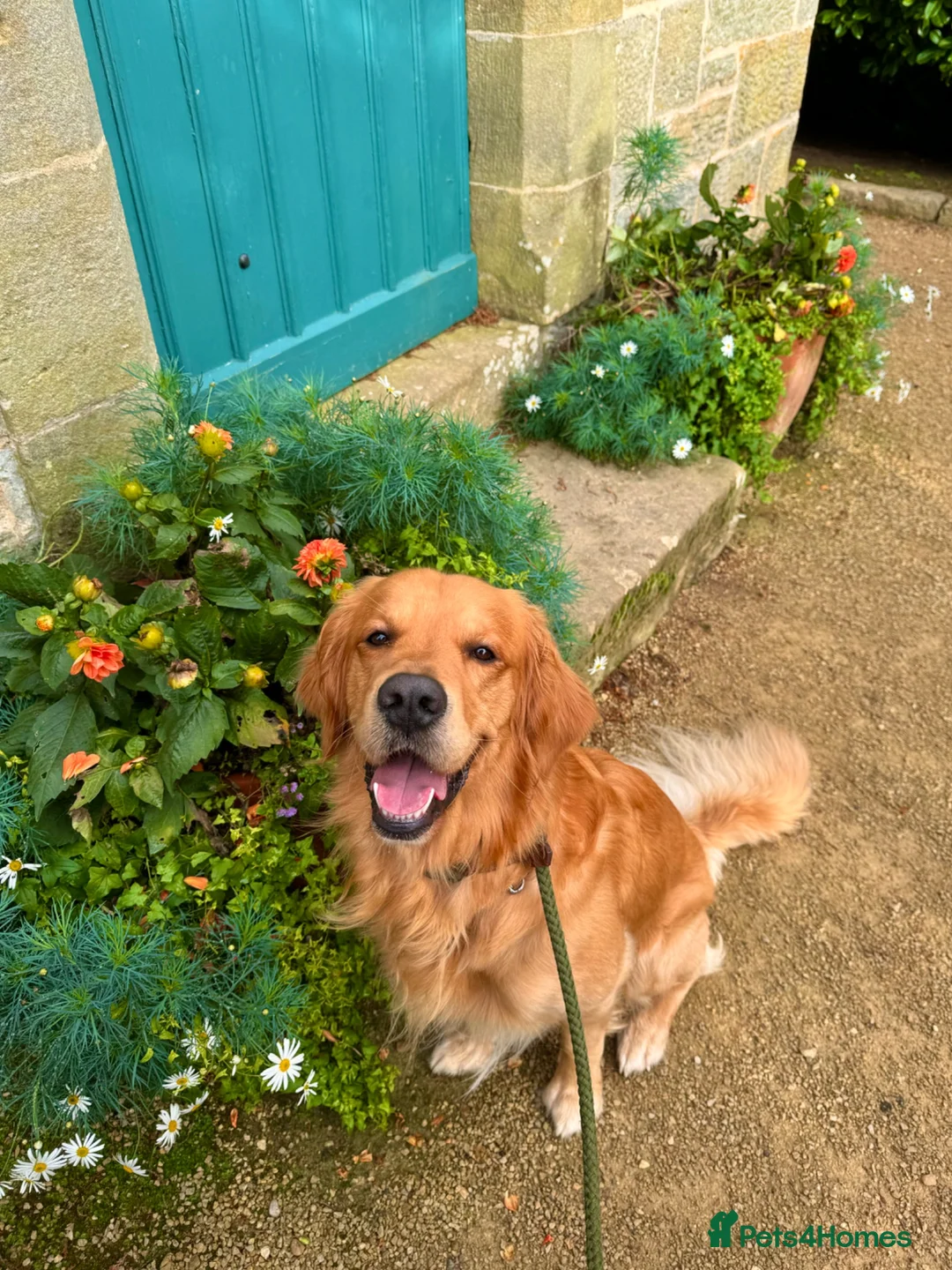 Golden Retriever dogs for stud: KC Registered Golden Retriever  - Advert 6