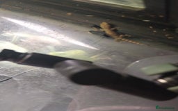 Gecko reptiles for sale: Mourning Gecko hatchlings. - Image 33