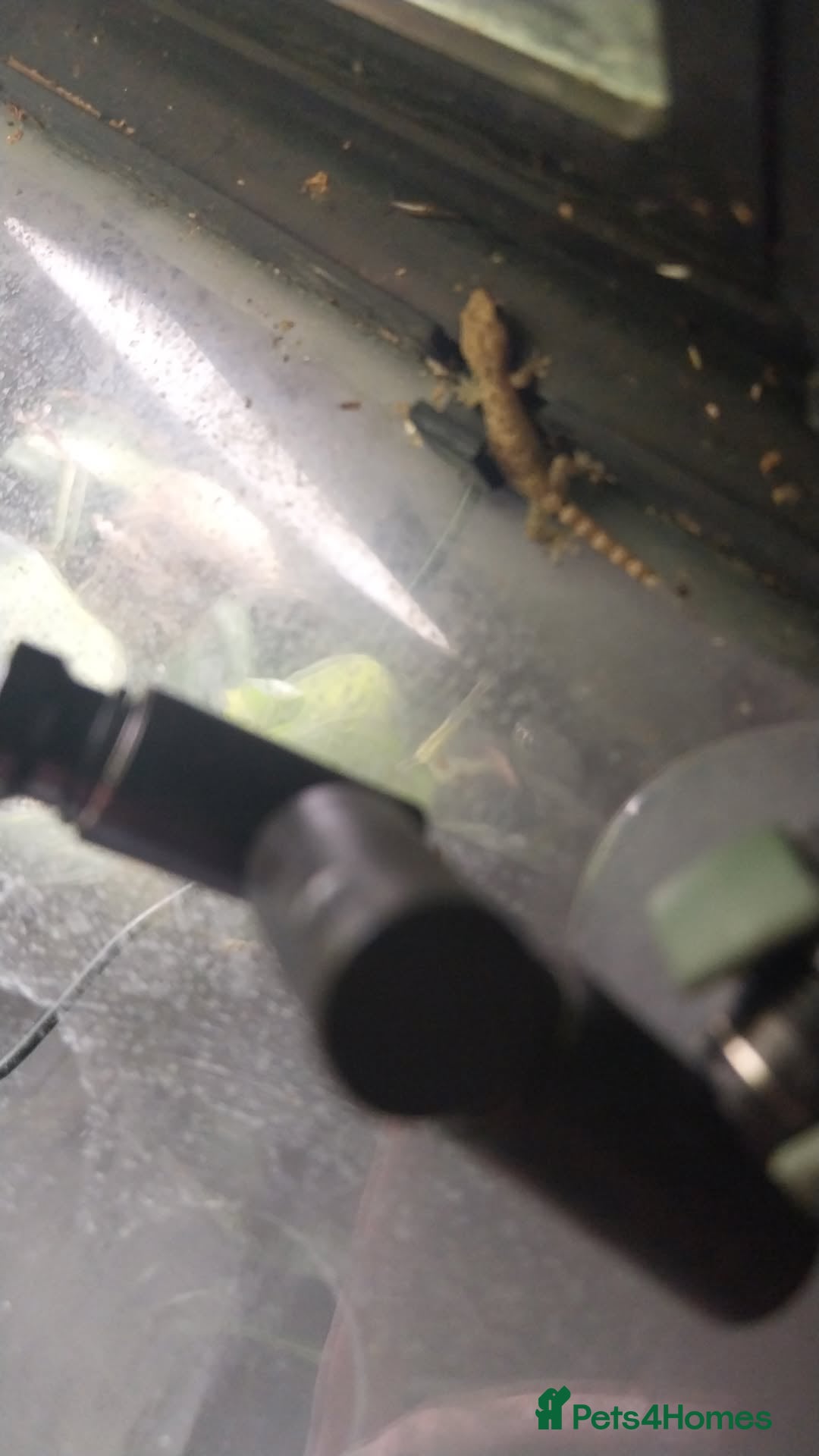 Gecko reptiles for sale: Mourning Gecko hatchlings. - Image 33