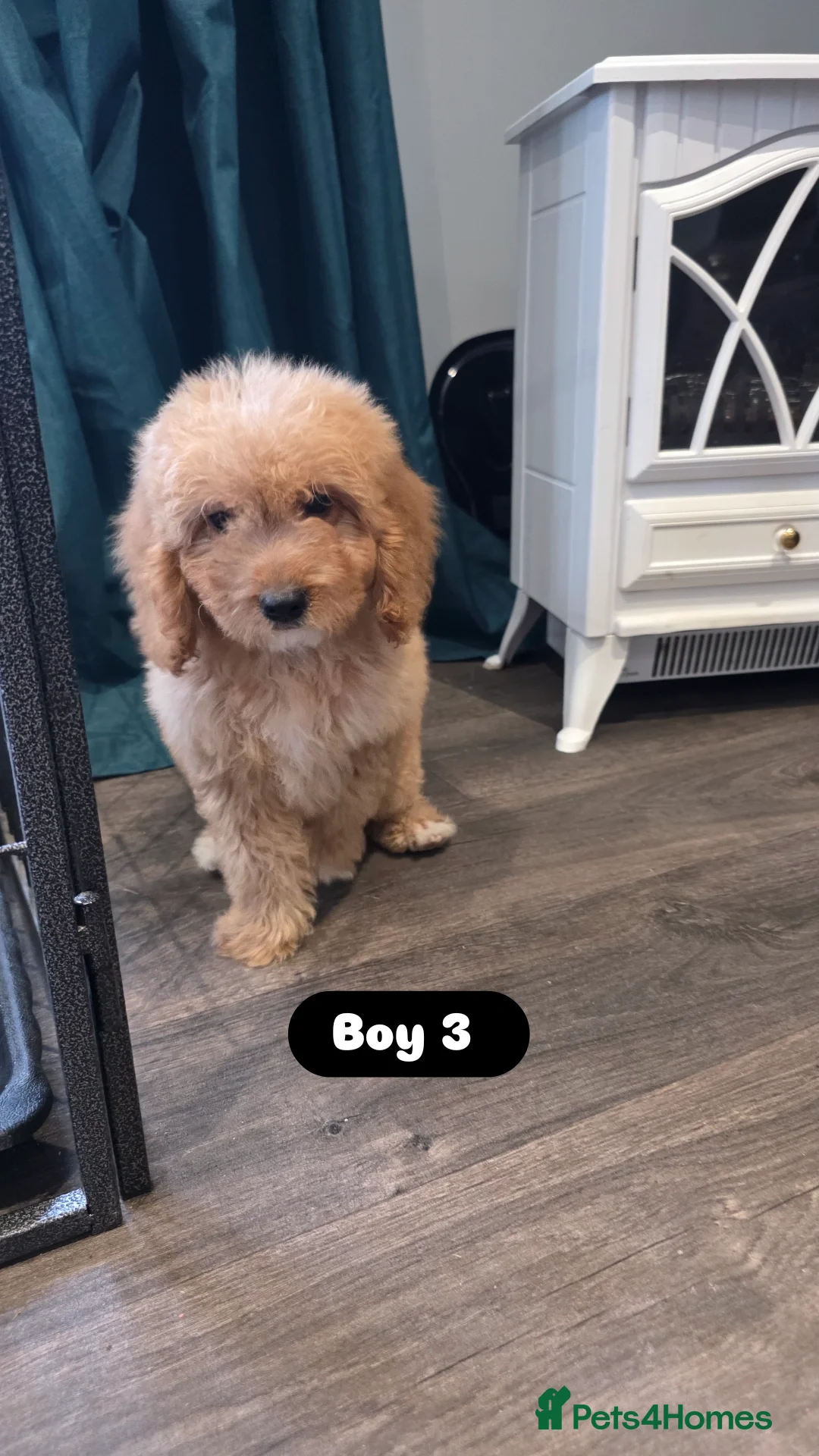 Cockapoo dogs for sale: Adorable Cockapoo pups 🦴🐾 - Image 18