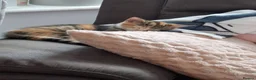 Mixed Breed cats for sale: 2 female kittens  - Advert 2