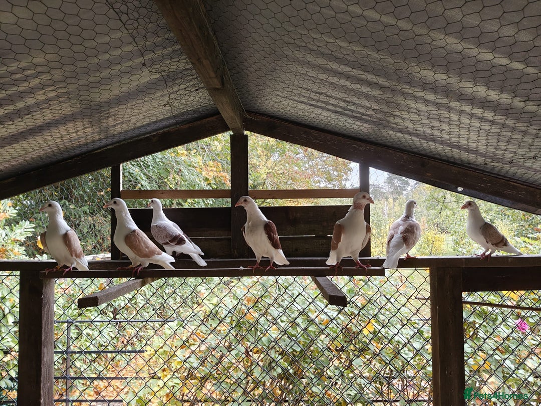 Pigeons birds for sale: sadleback hommers for sale - Advert 7