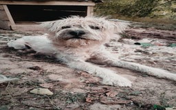 Mixed Breed dogs for adoption: Randolph, 2 - 3 yrs. Available for adoption. - Image 5