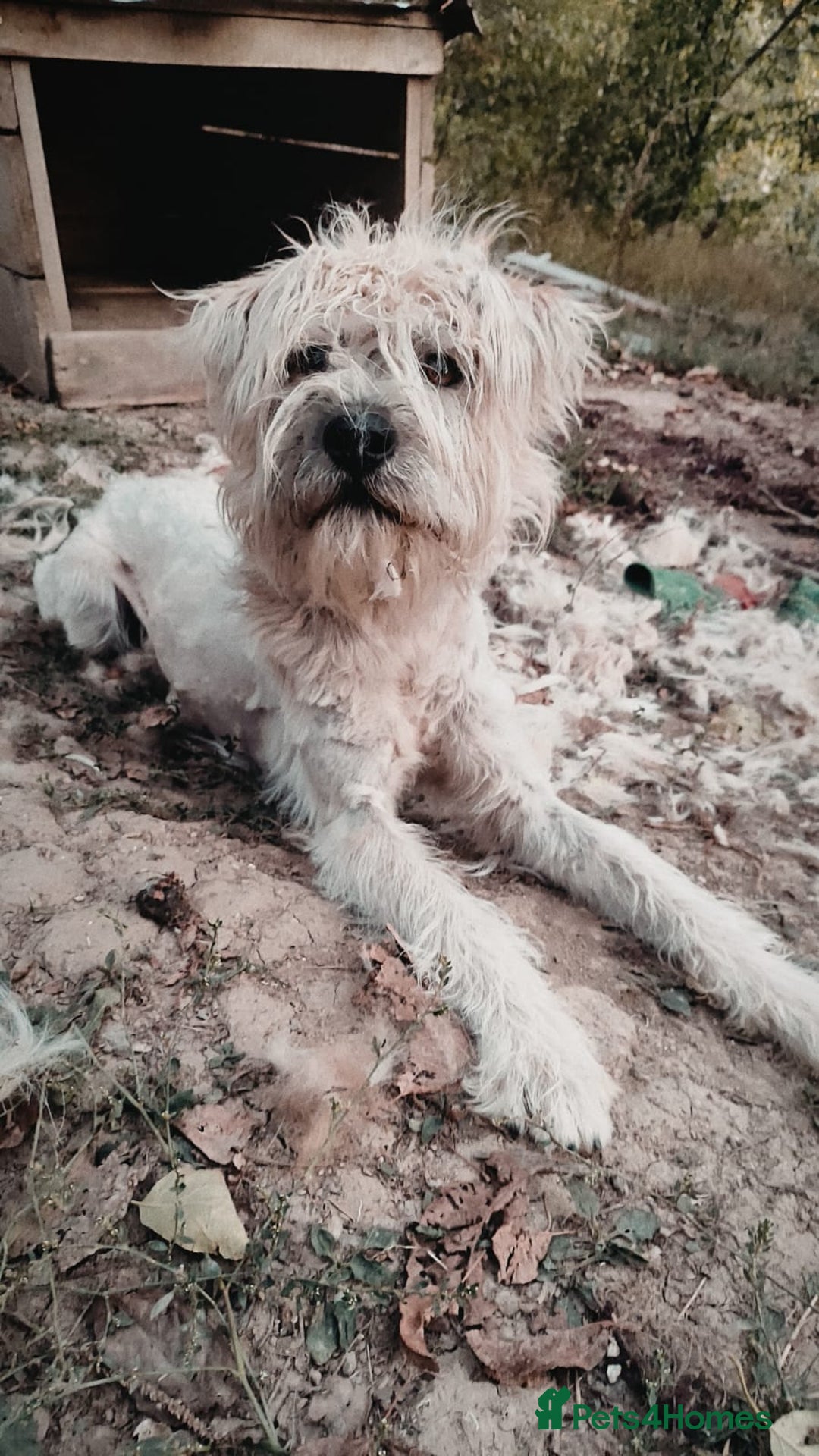 Mixed Breed dogs for adoption: Randolph, 2 - 3 yrs. Available for adoption. - Image 5