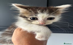British Shorthair cats for sale: Kittens available BLUES in Axbridge - Image 15