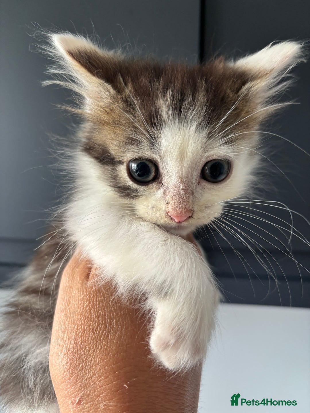 British Shorthair cats for sale: Kittens available BLUES in Axbridge - Image 15