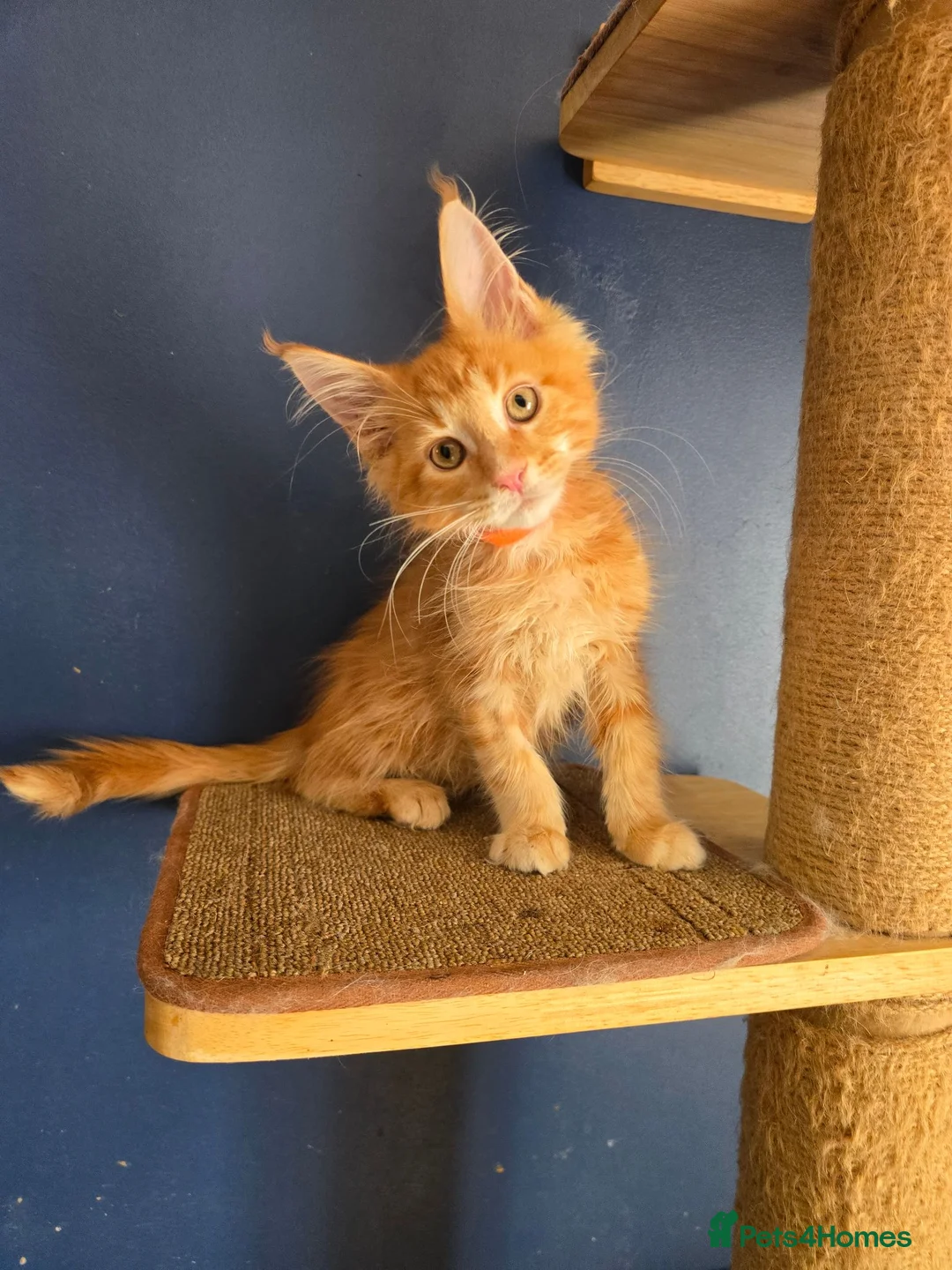 Maine Coon cats for sale: Tica MaineCoon  - Advert 2