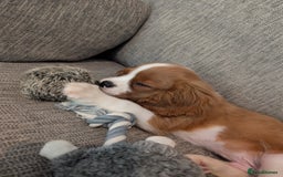 Cavalier King Charles Spaniel dogs for sale: SOLD Fully vaccinated male CKCS puppy  - Image 5