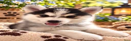 Pomsky dogs for sale: Stunning F3 Pomsky Puppies - Advert 9