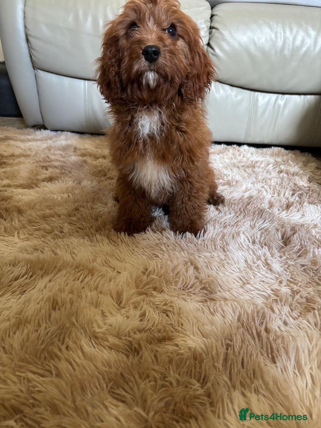 Cavapoo dogs for sale: F1b cavapoos two males left  in Worcester - Image 5