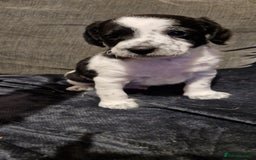 Chipoo dogs for sale: Poodle cross chihuahua puppies  - Advert 3