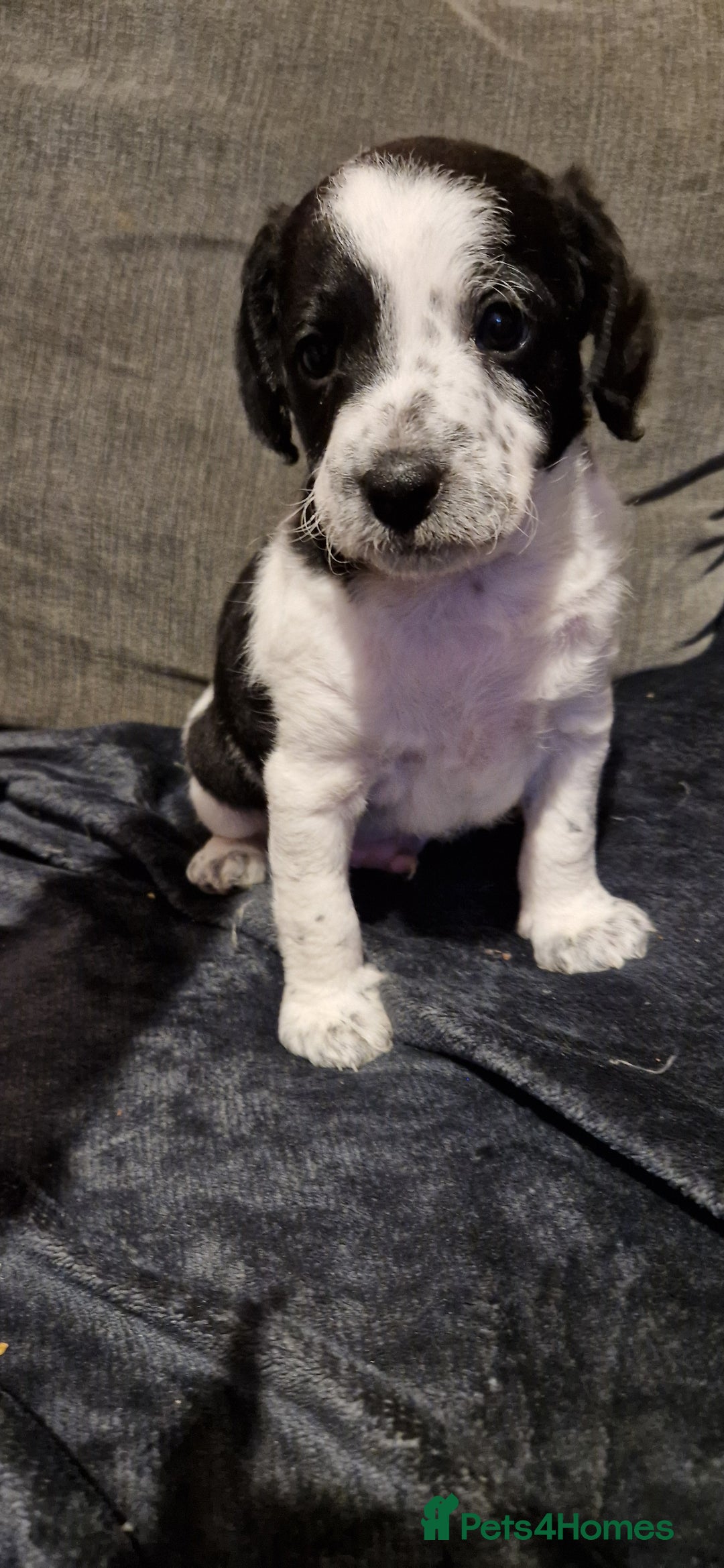 Chipoo dogs for sale: Poodle cross chihuahua puppies  - Advert 3