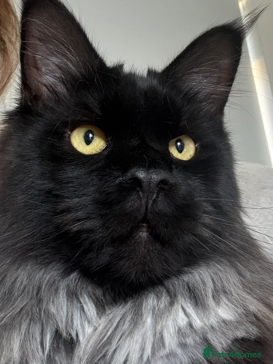 Maine Coon cats for sale: Mainecoon (benson) - Advert 2