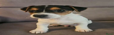 Jack Russell 1