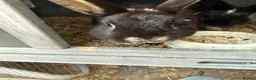 Mini Lop rabbits for sale: Mini lop X Netherland dwarf male  in Plymouth - Advert 5